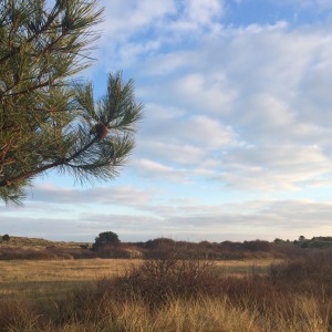 Natuur Vlieland, achter de camping