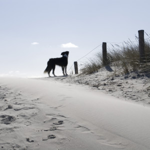 Hond op strand